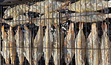 Превью Креветка королевская Ваннамей Бабочка с головой в панцире с разрезом на спинке 20/30 500гр