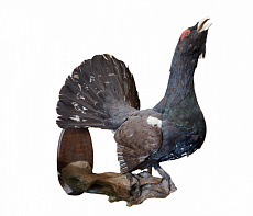 Чучело глухаря