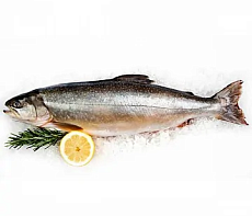 Голец свежемороженый 500-1000 гр блочной заморозки вылов 2025г