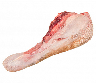 Язык верблюда