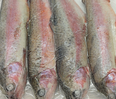 Форель потрошеная замороженная 250-300гр Фермерские продукты