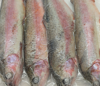 Форель потрошеная замороженная 250-300гр Фермерские продукты