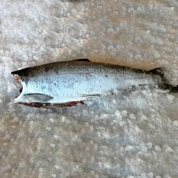 Кета дальневосточная свежемороженая потрошеная без головы Вылов 2025г(мешок 22 кг) Фото Кета дальневосточная свежемороженая потрошеная без головы Вылов 2025г(мешок 22 кг)