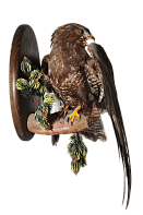 Канюк на медальоне