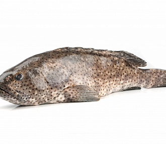 Рыба групер GROUPER (EPINEPHELUS SPP) целая, непотрошеная с/м