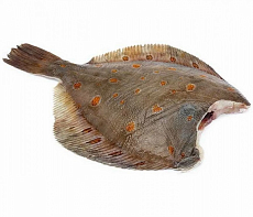 Камбала пятнистая Мурманская потрошеная без головы (коробка 12 кг)