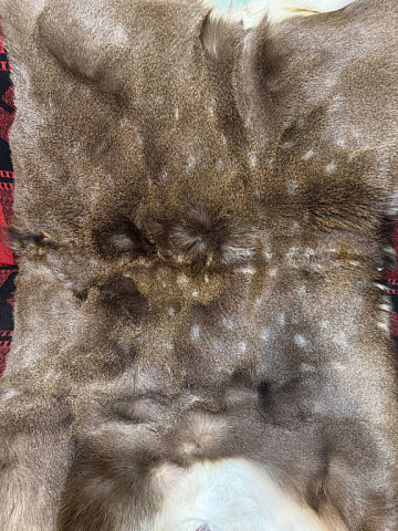 Фото Ковер из шкуры пятнистого оленя