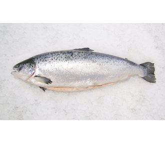 Сёмга атлантическая свежемороженая потрошеная с головой  6-7(аквакультура) Мурманская 