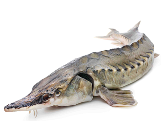 Стерлядь 1,5-2,5 кг непотрошеная аквакультура (свежемороженая)