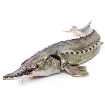 Фото Стерлядь 1,5-2,5 кг непотрошеная аквакультура (свежемороженая)