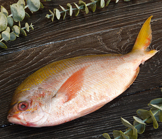 Дорадо дикий желтохвостый (Фузилер)