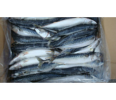 Скумбрия свежемороженая неразделанная IQF 300/600 Фарерские острова(коробка 25кг)
