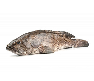 Рыба групер GROUPER (EPINEPHELUS SPP) целая, непотрошеная с/м