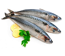 Скумбрия свежемороженая неразделанная IQF 500-600 Фарерские острова  