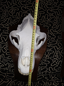 Превью Большой череп медведя