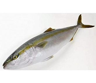 Лакедра (желтохвост) 1-2кг