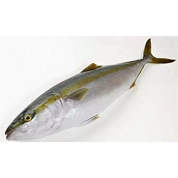 Фото Лакедра (желтохвост) 1-2кг