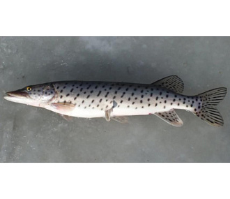 Амурская щука свежемороженая 1-3 кг