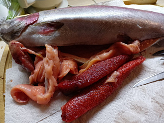 Форель свежемороженая из Карелии