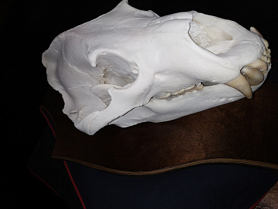 Превью Большой череп медведя