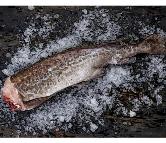Треска Мурманская потрошеная без головы 0.5-1.5 кг