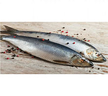Сельдь Олюторская неразделанная крупная 500+ ( коробка 18кг)