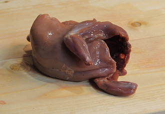 Рябчик без пера