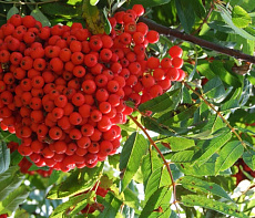 Рябина красная быстрозамороженная в коробке по 10 кг