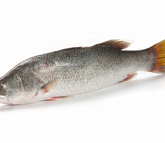 Рыба баррамунди BARRAMUNDI(LATES CALCARIFER) целая,непотрошеная с/м