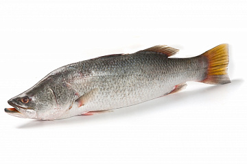 Фото Рыба баррамунди BARRAMUNDI(LATES CALCARIFER) целая,непотрошеная с/м
