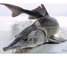 Белуга замороженная без головы потрошеная 8-10 кг 