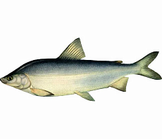 Муксун свежемороженый (1,2-1,4 кг) Вылов 2025г