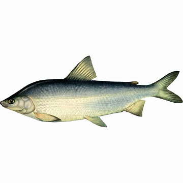 Фото Муксун свежемороженый (1,2-1,4 кг) Вылов 2025г