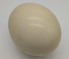 Яйцо черного африканского страуса