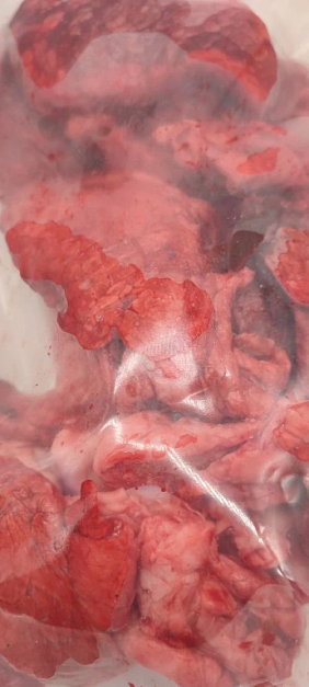 Фото Легкое лани