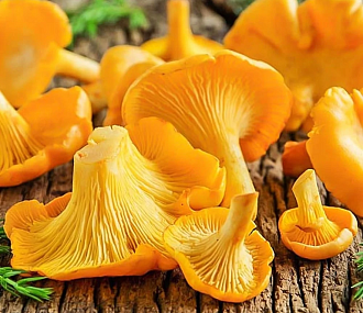 Грибы лисички целые, замороженные 8.5 кг