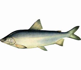 Муксун свежемороженый (1,8-2,2 кг) Вылов 2025г