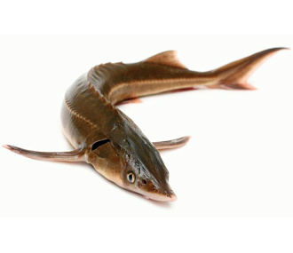 Стерлядь дикая 1,2 - 2 кг (свежемороженая)