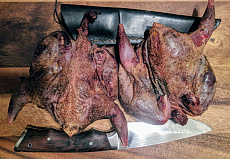 Серая куропатка дикая без пера