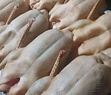 Гусь фермерский