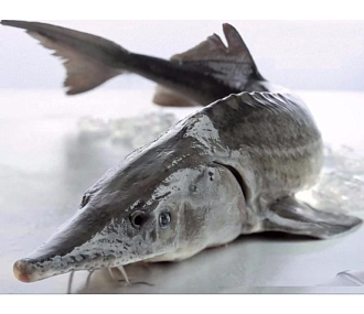 Белуга замороженная без головы потрошеная 4-6 кг