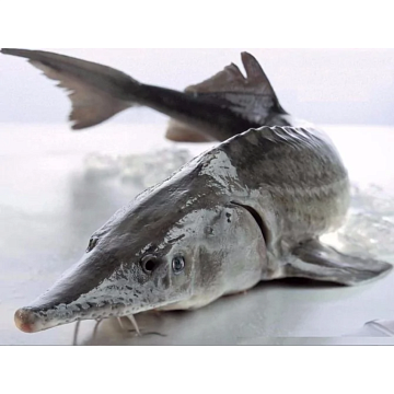 Фото Белуга замороженная без головы потрошеная 4-6 кг