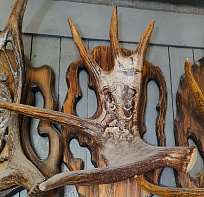 Рог лося со слоном