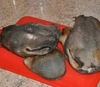 Губа северного оленя