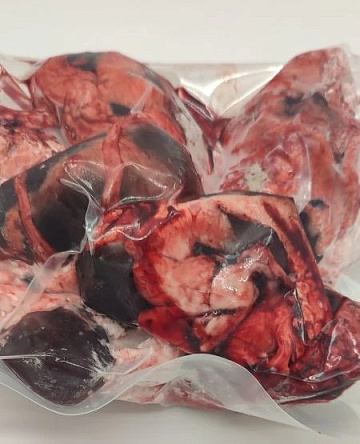 Фото Почки лани