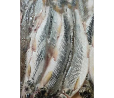 Корюшка азиатская зубастая тихоокеанская свежемороженая 20-35см (20кг мешок)
