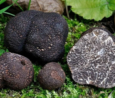 Трюфель черный зимний Tuber Melanosporum замороженный 1 кг 