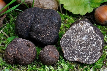 Фото Трюфель черный зимний Tuber Melanosporum замороженный 1 кг 