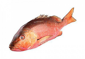 Фото Рыба красный луциан RED SNAPPER(LUTIANUS MALABARICUS) целая,непотрошеная с/м
