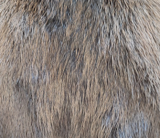 Шкурка бобра выделанная нестриженная и некрашеная 